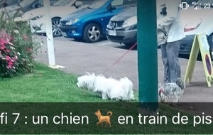 Défi 7 : un chien en train de pisser